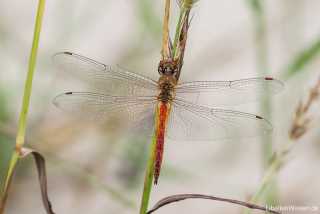 Pantala flavescens - Wanderlibelle - male by  Michael Post GdO