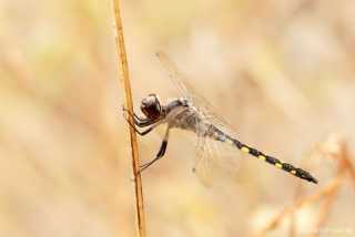 Zygonyx torridus - male_IMG_4307