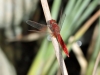 Crocothemis erythraea - male_IMG_3482