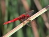 Crocothemis erythraea - male_IMG_3487