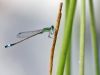 Ischnura saharensis - male 3