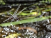 Zygonyx torridus - male _IMG_3656