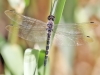 Zygonyx torridus - male _IMG_3776