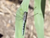 Orthetrum chrysostigma - male  _IMG_3868