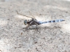 Orthetrum chrysostigma - male  _IMG_3892