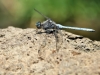 Orthetrum chrysostigma - male _IMG_4038