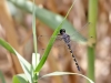 Zygonyx torridus - male _IMG_4039