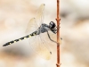Zygonyx torridus - male _IMG_4056