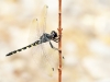 Zygonyx torridus - male _IMG_4070