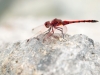 Trithemis arteriosa - male _IMG_4102