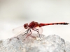 Trithemis arteriosa - male _IMG_4104