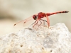 Trithemis arteriosa - male _IMG_4118