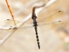 Zygonyx torridus - male_IMG_4282