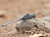 Orthetrum chrysostigma - old male_IMG_4293