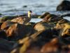 Numenius phaeopus IMG_8405