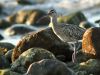 Numenius phaeopus IMG_8427