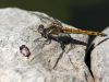 Orthetrum chrysostigma - female IMG_8979