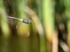 Anax parthenope - male IMG_9139
