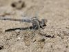 Orthetrum chrysostigma - female adult IMG_9346