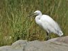 Egretta garzetta IMG_9397