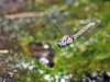 Orthetrum chrysostigma - female ovipositing _IMG_