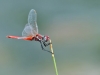 Sympetrum fonscolombii - male