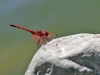 Trithemis arteriosa - male _IMG_352