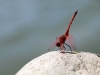 Trithemis arteriosa - male_IMG_352..