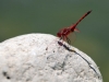 Trithemis arteriosa - male_I_352..