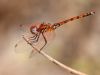 Trithemis arteriosa - male