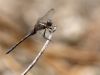 Orthetrum chrysostigma - male