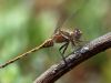 Orthetrum chrysostigma - male