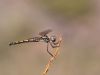 Trithemis arteriosa female 4