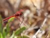 Trithemis arteriosa male adult 2