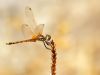 Trithemis arteriosa male immature