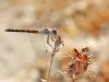 Trithemis arteriosa - female _IMG_9486