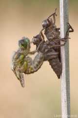 Libellula quadrimaculata