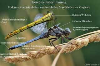 Segellibellen Geschlechtsbestimmung