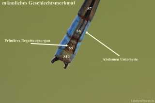 männl. begattungsorgan_primaer_img