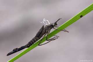 Calopteryx virgo - exuvie_img_