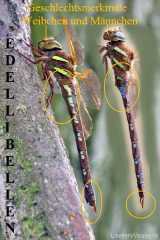 Geschlechtsbestimmung-male und female