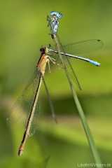 Große Pechlibelle,Weibchen Farbform f. infuscans-obsoleta frisst Fledermaus-Azurjungfer