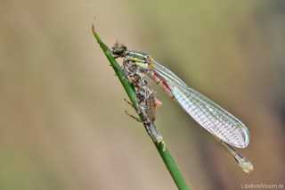 Zygoptera - Pyrrhosoma nymphula