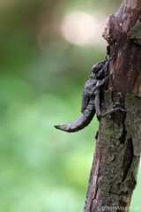 Gomphus vulgatissimus