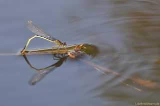 Ischnura elegans-f. infuscans obsoleta