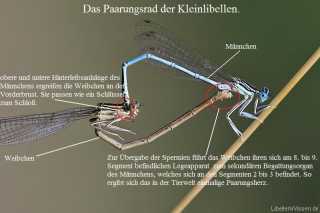 Kleinlibellen-Kopula