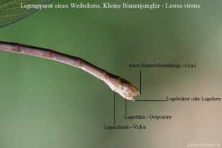 Abdomen - Legeapparat - Kleinlibelle