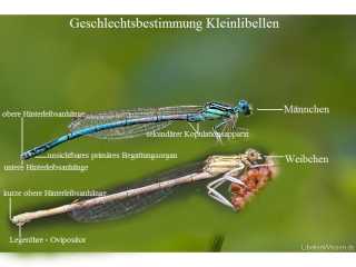 Kleinlibellen-Geschlechtsbestimmung