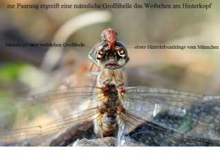 Cerci-Kopula-Anisoptera