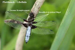 Libellula depressa_4 basalflecken